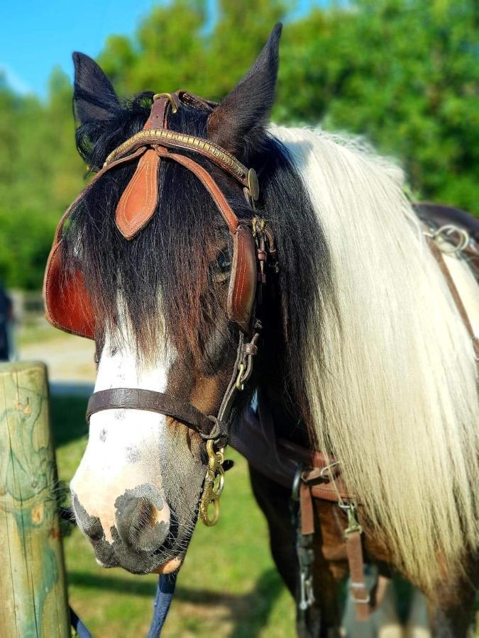 Les Chevaux De L'Hippocampe Hotell Mont-Dol Eksteriør bilde